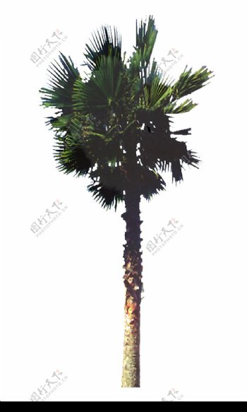 棕榈及椰树0005