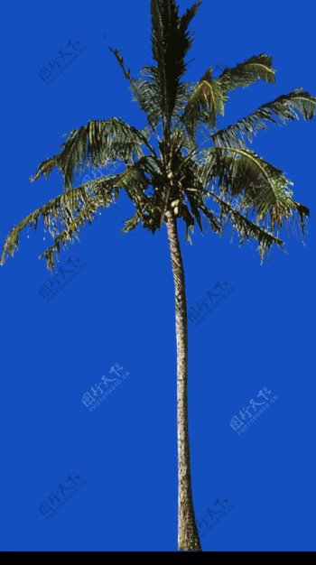棕榈及椰树0011
