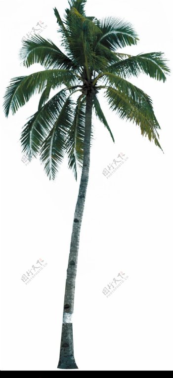 棕榈及椰树0014