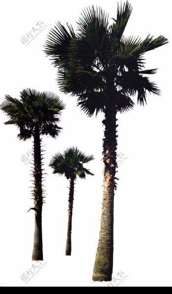 棕榈及椰树0021