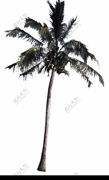棕榈及椰树0029