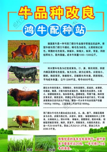 牛品种改良宣传单页