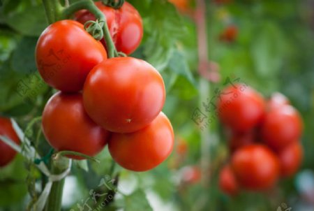 西红柿蔬菜摄影