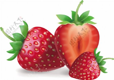 新鲜红草莓矢量