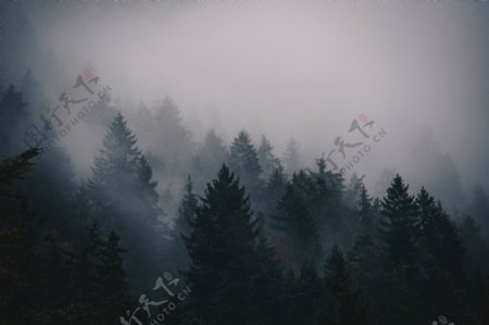 松树林迷雾