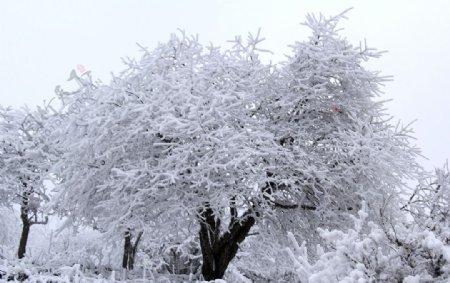 树上雪