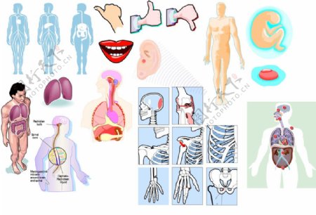 人体结构各部位解剖图