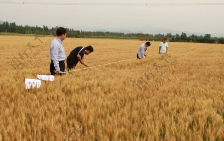 小麦农业检查