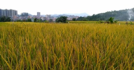 成熟的水稻延时摄影