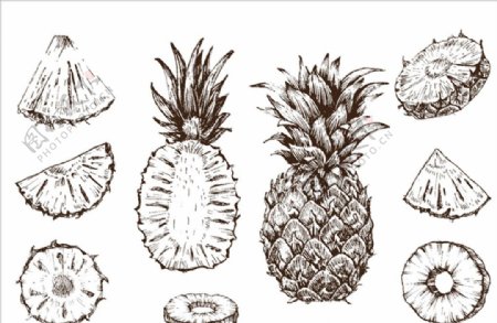 手绘素描菠萝插图