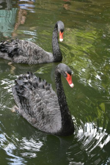 2黑天鹅广州动物园的鹅