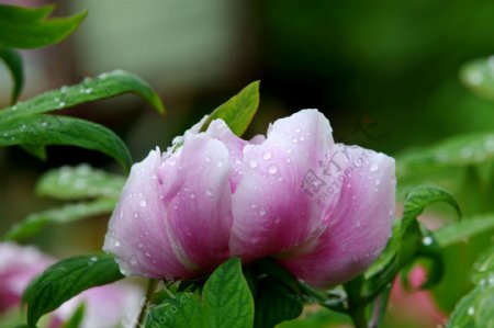 雨后粉色牡丹