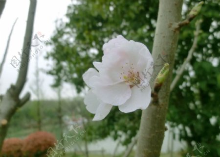 白色浪漫樱花