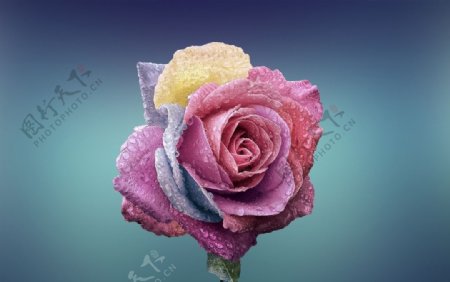色彩鲜艳的玫瑰