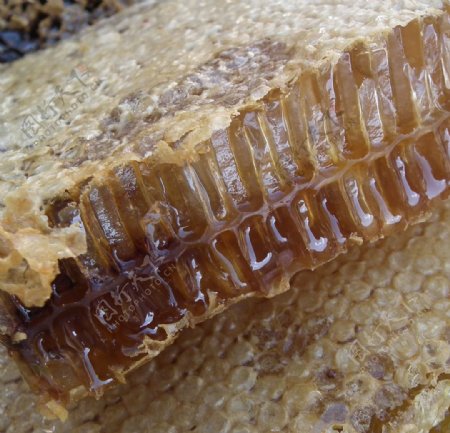 蜂蜜巢蜜