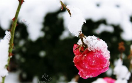 寒冬里的雪玫瑰