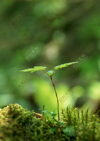 植物微景观