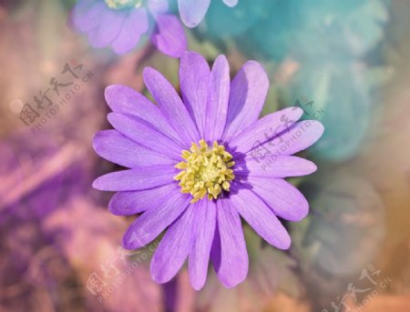 唯美紫色银莲花
