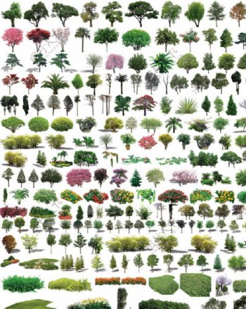 园林树木透明园林树抠图