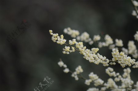 木姜花