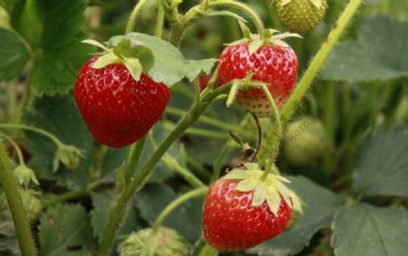 农场成熟未采摘草莓