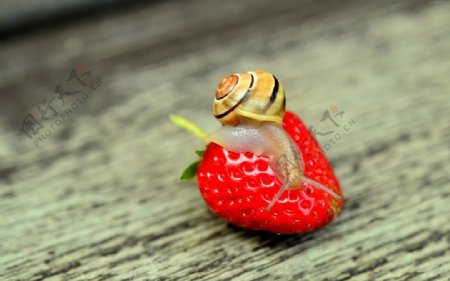 草莓上的蜗牛
