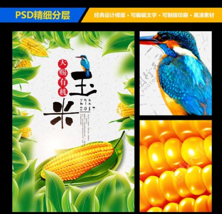 玉米海报宣传展板设计