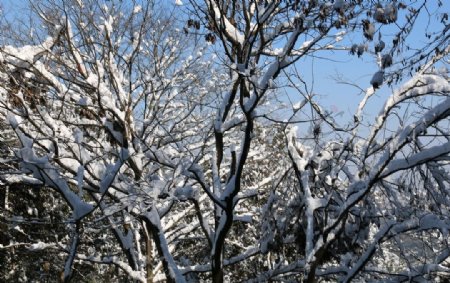 雪与树