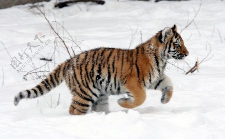 雪中老虎
