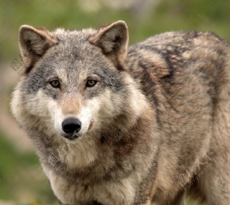 狼动物野生野性生态凶