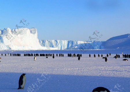 冰面上玩耍的企鹅