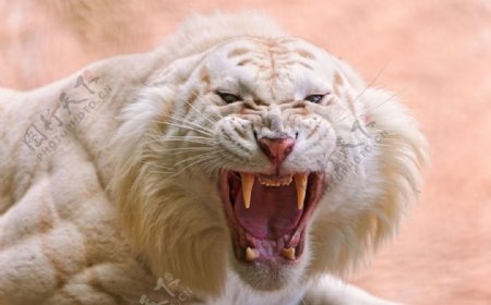 危险动物之白色老虎