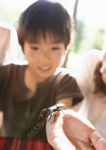 观察昆虫的小男孩图片
