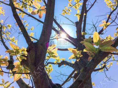 自然天空晴朗的天气阳光树木叶子金性质壁纸中午