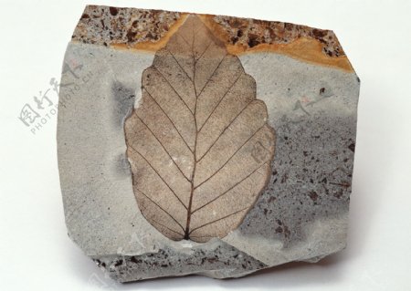 植物化石