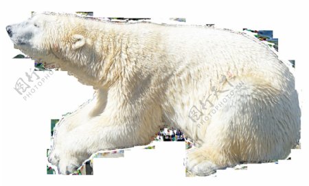 蹲地上的北极熊免抠png透明图层素材
