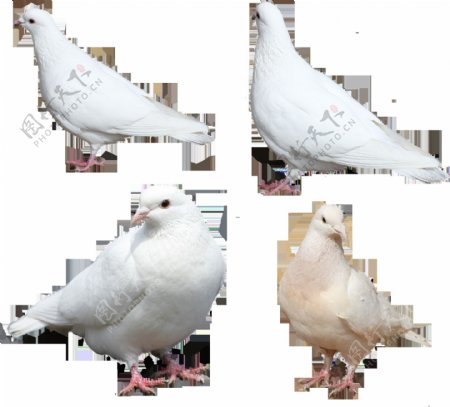四只白色鸽子免抠png透明图层素材