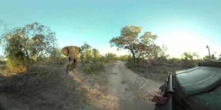 大象的恶作剧VR视频