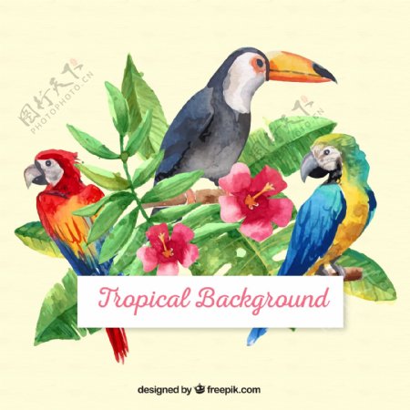 3只水彩绘热带鸟类和朱槿矢量图