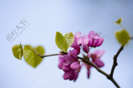 心型绿叶紫色小花图片