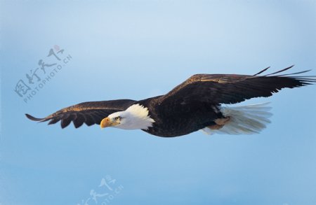 正在飞翔的老鹰图片