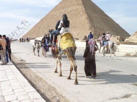 骑骆驼的游客