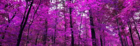 紫红色花海丛林装饰画
