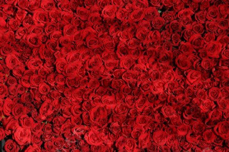 玫瑰花朵红色浪漫爱情