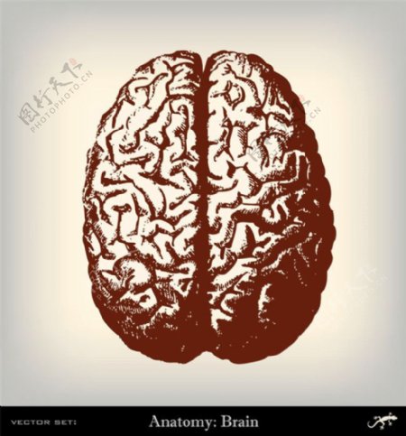 人体大脑插画图片