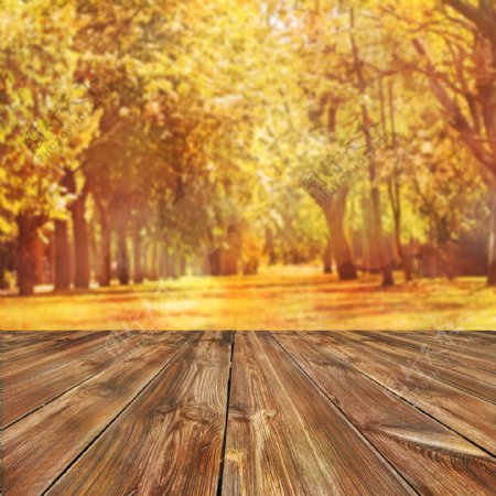 秋天木板树林背景图片
