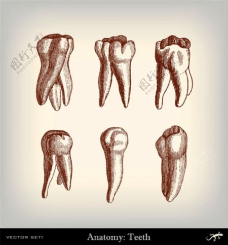 人体牙齿素描图片