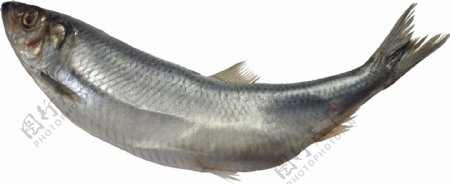 灰色海底鱼类图片免抠png透明图层素材