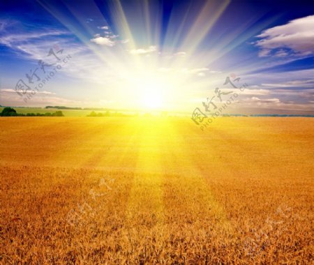 太阳光芒下的金色麦田图片