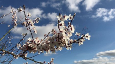 花卉树枝天空视频